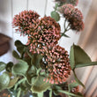 Sedum Stem 65cm