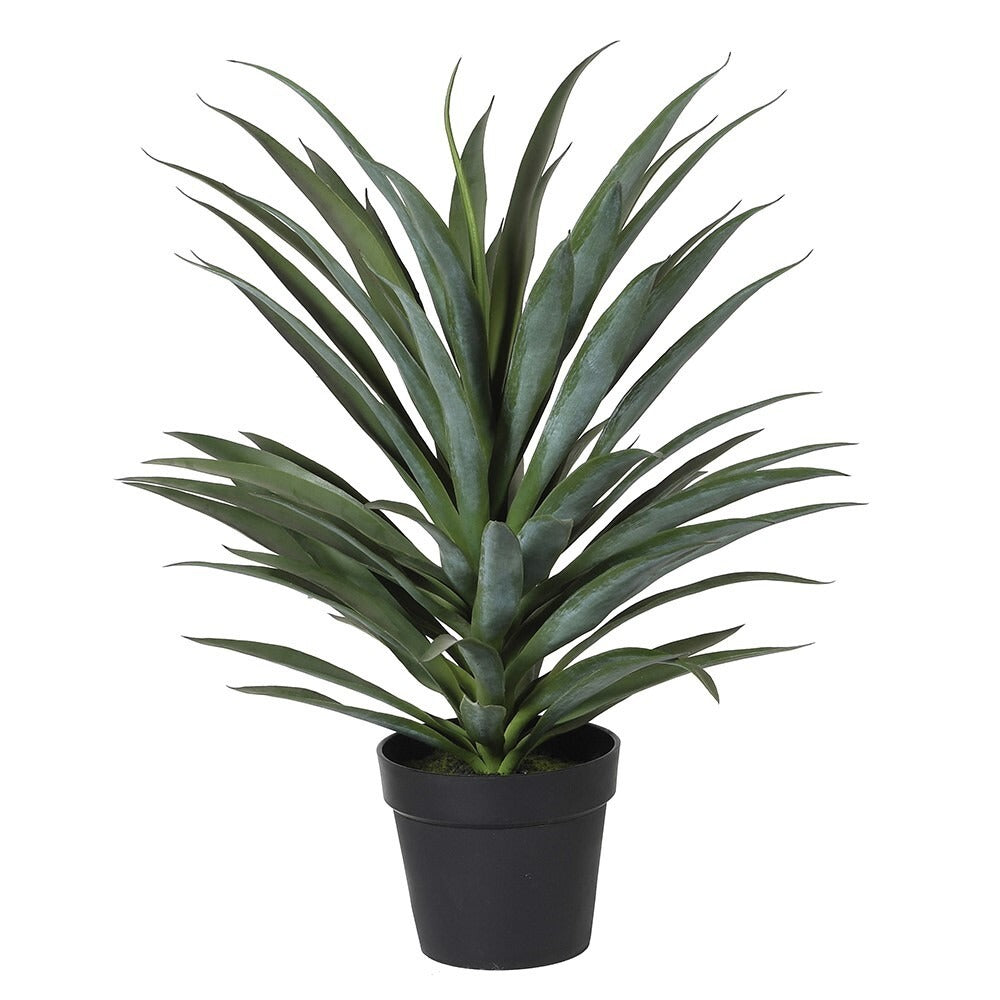 Yucca Plant in Black Plastic Pot | Annie Mo's