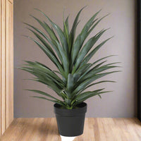 Yucca Plant in Black Plastic Pot | Annie Mo's