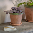 Kingsley Planter - Size Choice | Annie Mo's 