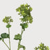 Lady's Mantle Spray with Leaves 72cm B