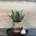 Large Distressed Cement Footed Planter 30cm B