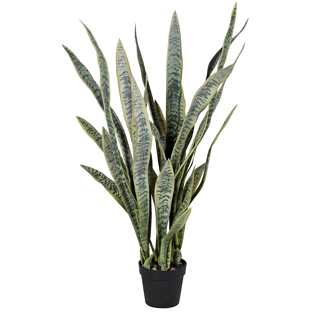 Large Sansevieria in Black Plastic Pot