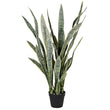 Large Sansevieria in Black Plastic Pot