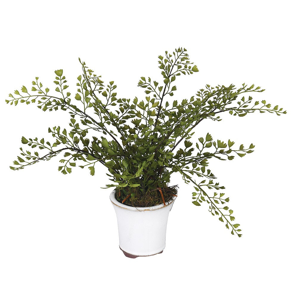 Maiden Hair Fern in Pot 23cm | Annie Mo's