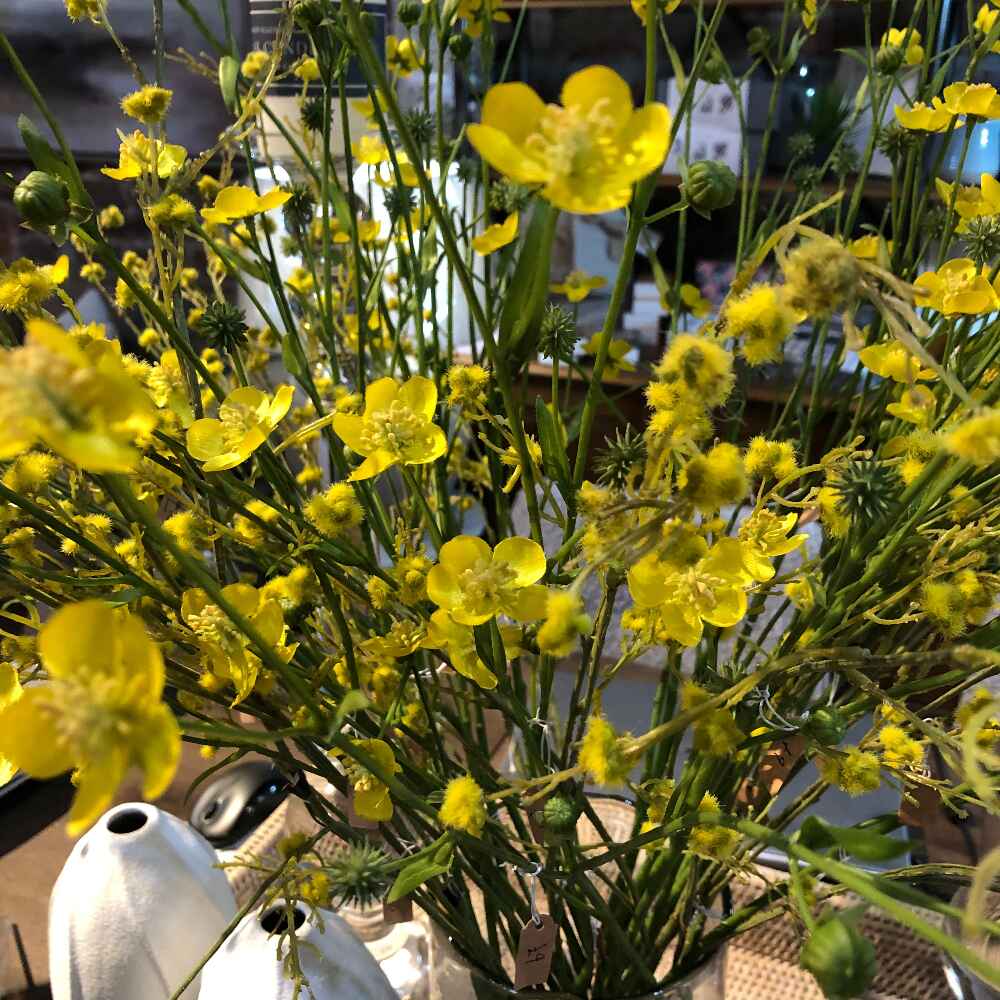 Meadow Buttercup Spray with Leaves