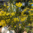 Meadow Buttercup Spray with Leaves