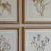 Set of Six Lavender Botanical Framed Prints 60cm