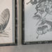 Set of Four Framed Butterfly Prints 60cm