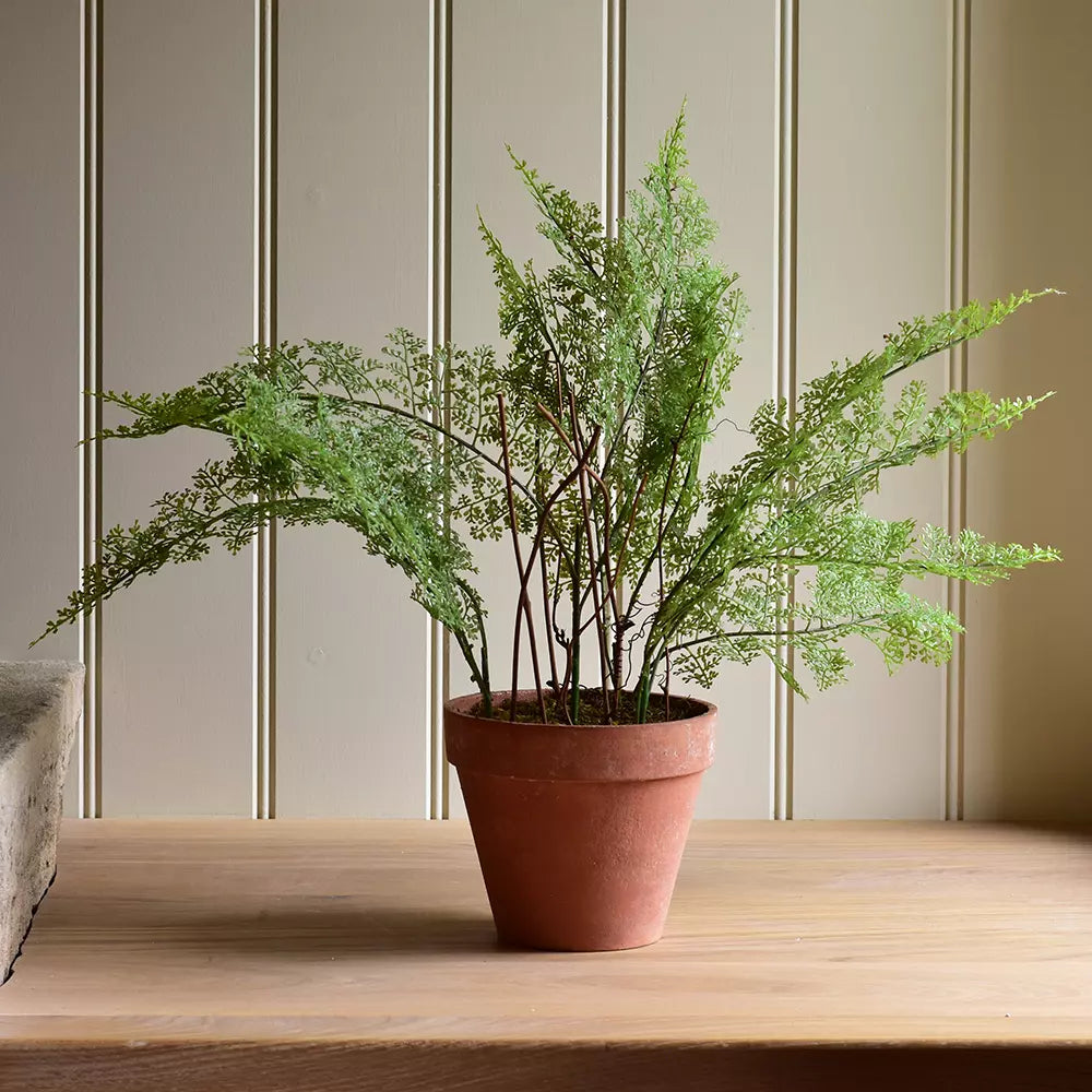 Lace Fern in Pot 50cm | Annie Mo's