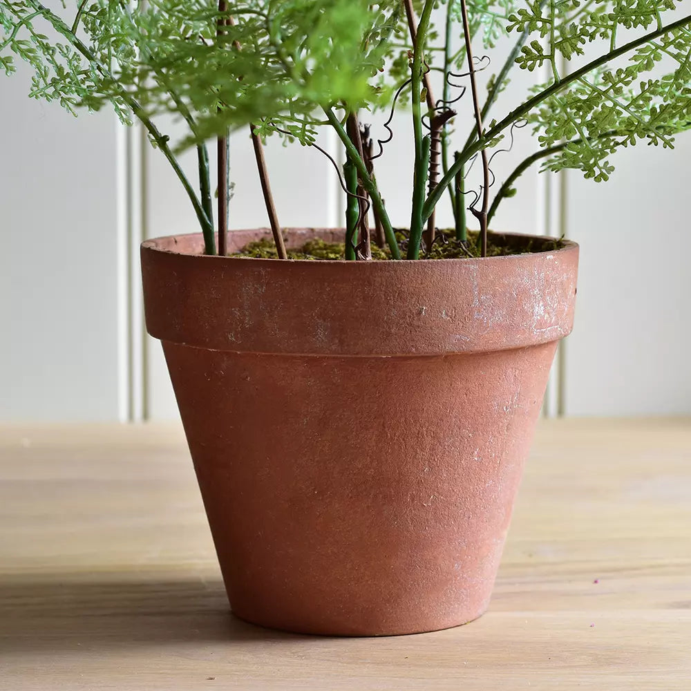 Lace Fern in Pot 50cm