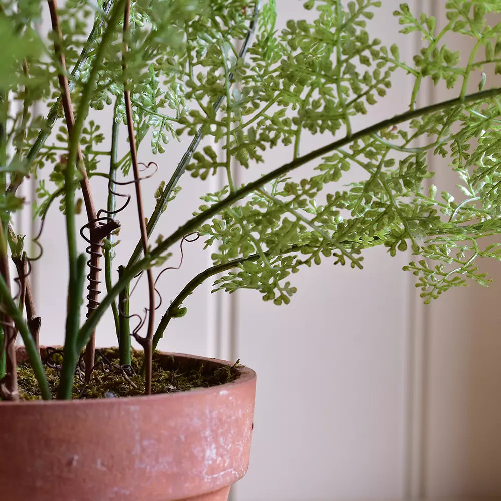 Lace Fern in Pot 50cm