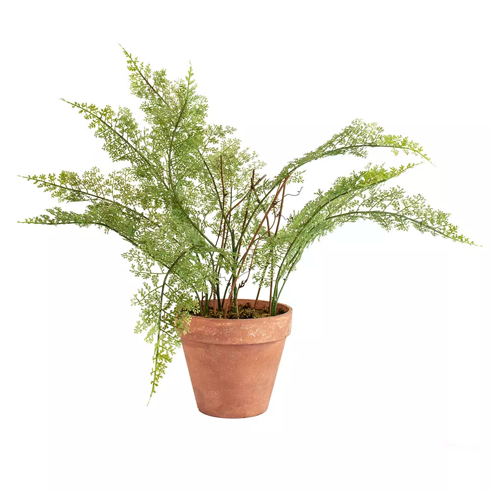 Lace Fern in Pot 50cm