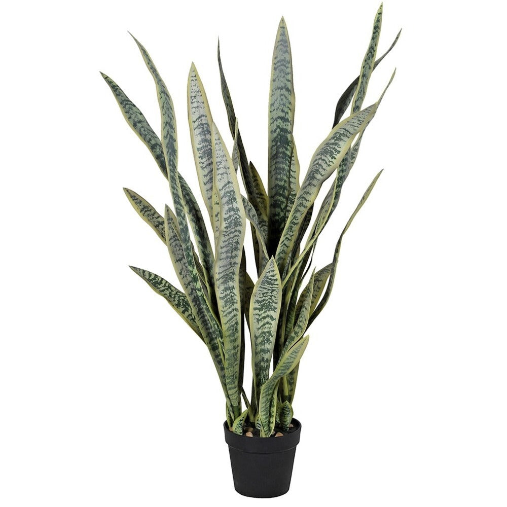 Large Sansevieria in Black Plastic Pot 120cm | Annie Mo's