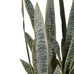 Large Sansevieria in Black Plastic Pot 120cm