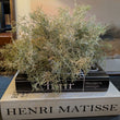 Spanish Moss Stem 30cm | Annie Mo's