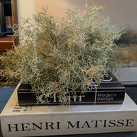 Spanish Moss Stem 30cm | Annie Mo's