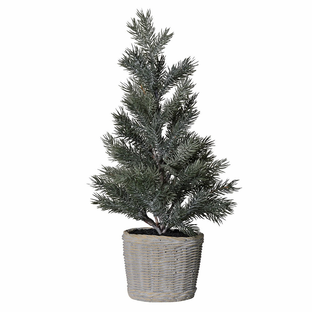 Pine Tree in Clay Pot -SMALL