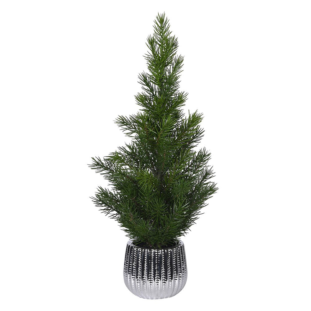 Pine Tree in Pot 50cm | Annie Mo's