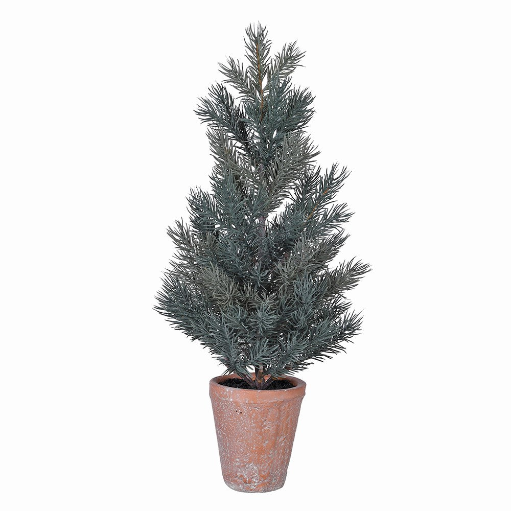 Pine Tree in Terracotta Pot 50cm | Annie Mo's
