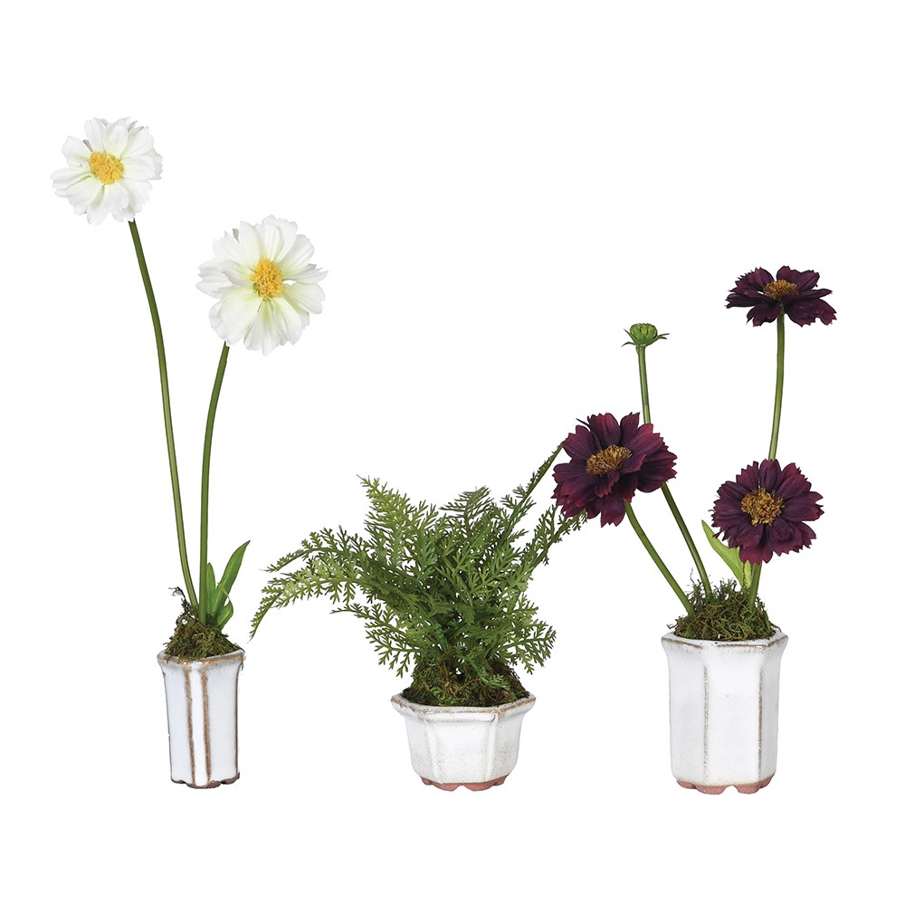 Potted Cosmos and Fern - Style Choice | Annie Mo's