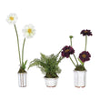 Potted Cosmos and Fern - Style Choice | Annie Mo's