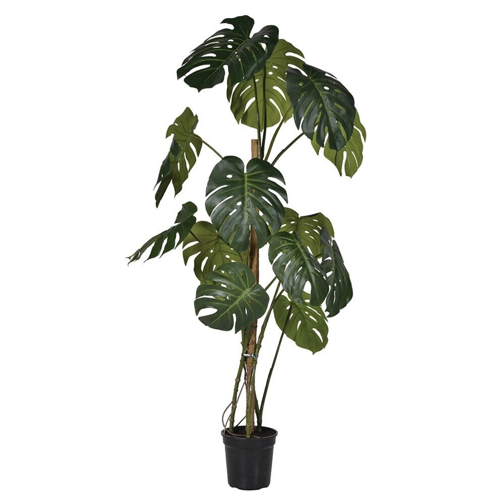 Green Monstera Tree in Black Plastic Pot 156cm | Annie Mo's