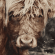 "Rustic Highlander Cow" Handmade Linen Hardcover Notebook