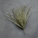 Savannah Grass 56cm