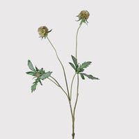 Scabiosa Stellata Spray with Leaves 85cm | Annie Mo's