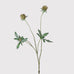 Scabiosa Stellata Spray with Leaves 85cm | Annie Mo's