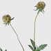 Scabiosa Stellata Spray with Leaves 85cm B