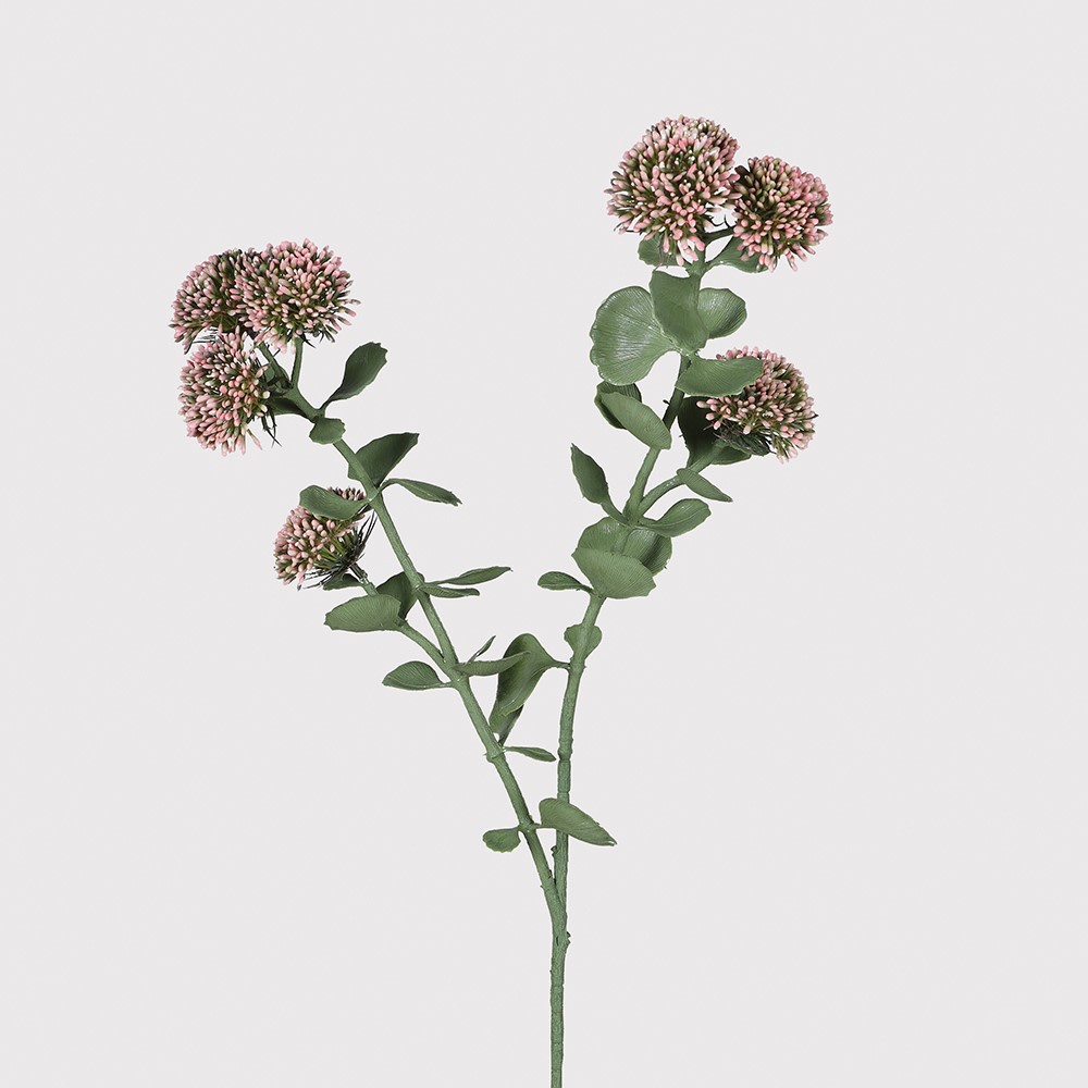 Sedum Stem 65cm | Annie Mo's