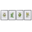 Set of Four Framed Floral Pictures