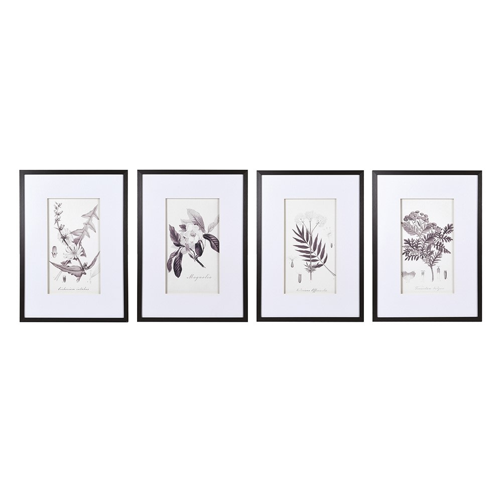 Set of Four Monochrome Botanical Pictures 70cm
