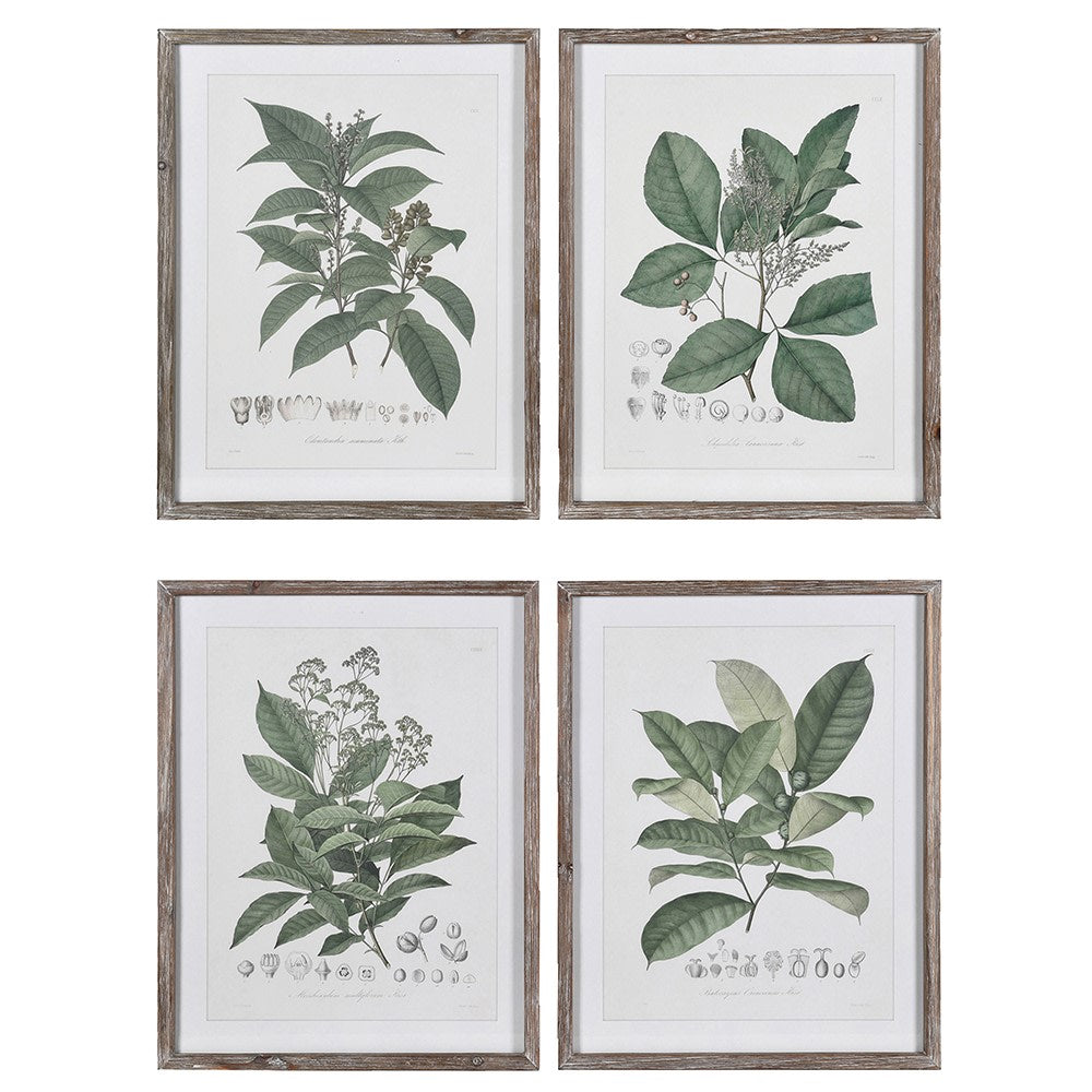 Set of Four Perennial Herbs Wall Art 65cm