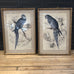 Set of Two Framed Blue Parrot Pictures 70cm D