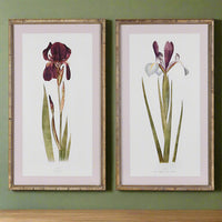 Set of Two Iris Framed Wall Art 70cm | Annie Mo's