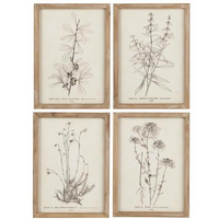 Set of Four Framed Plant Prints 37cm | Annie Mo's