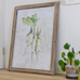 Set of Four Framed Root Vegetable Prints