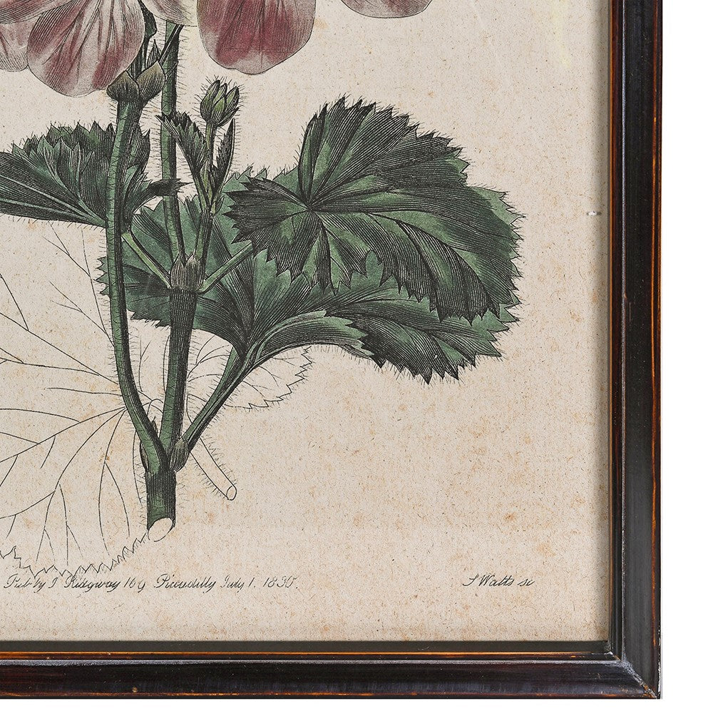 Set of Four Geranium Studies Framed Prints Each 60cm High | Annie Mo's-B