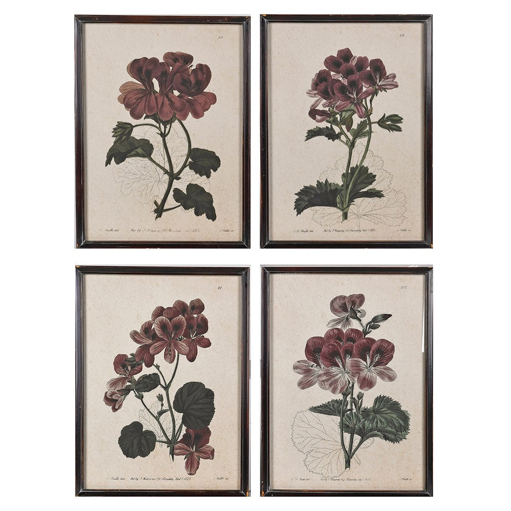 Set of Four Geranium Studies Framed Prints Each 60cm High | Annie Mo's