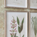 Set of Six Framed Wildflower Prints