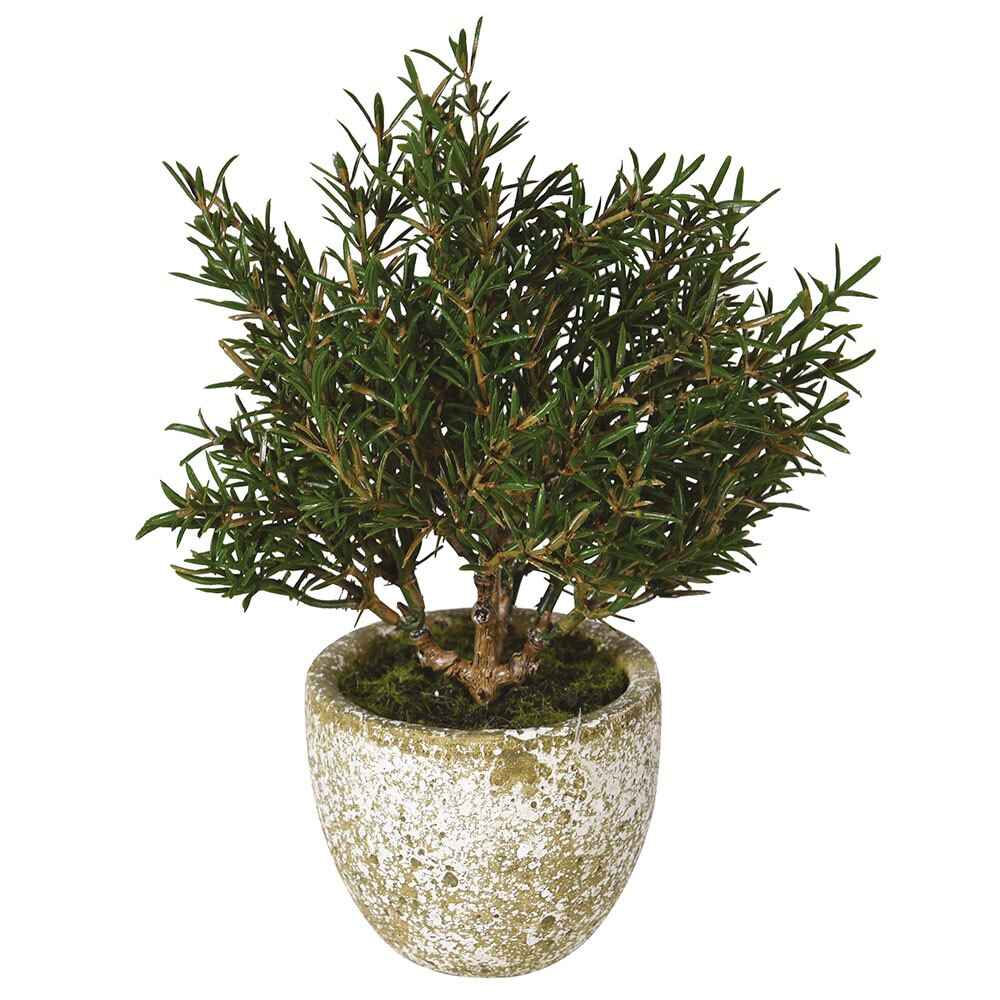 Small Rosemary Bush in Clay Pot-2