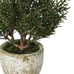 Small Rosemary Bush in Clay Pot 21cm E