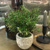 Small Rosemary Bush in Clay Pot 21cm F