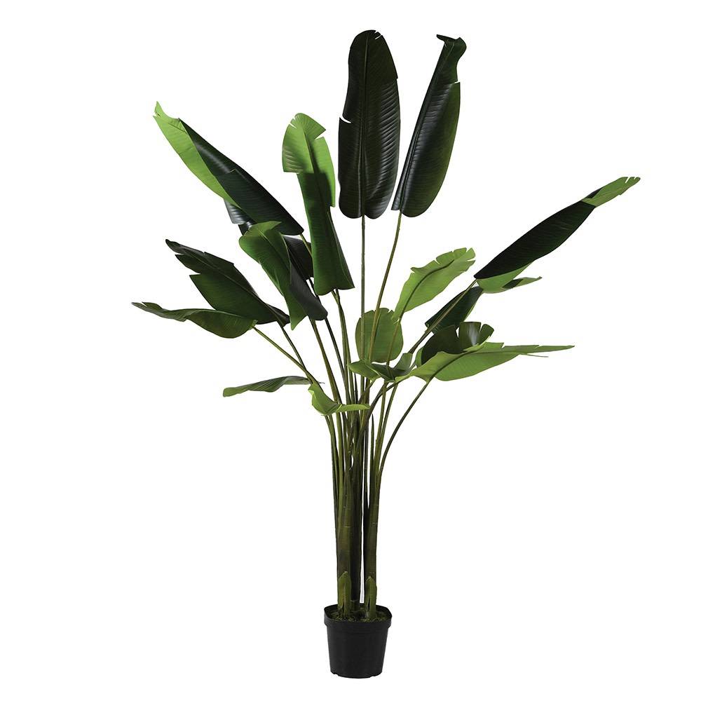 Tall Faux Strelitzia Plant in Black Plastic Pot 215cm | Annie Mo's