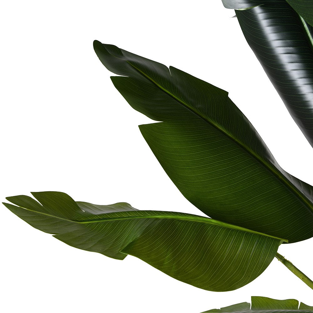 Tall Faux Strelitzia Plant in Black Plastic Pot 215cm