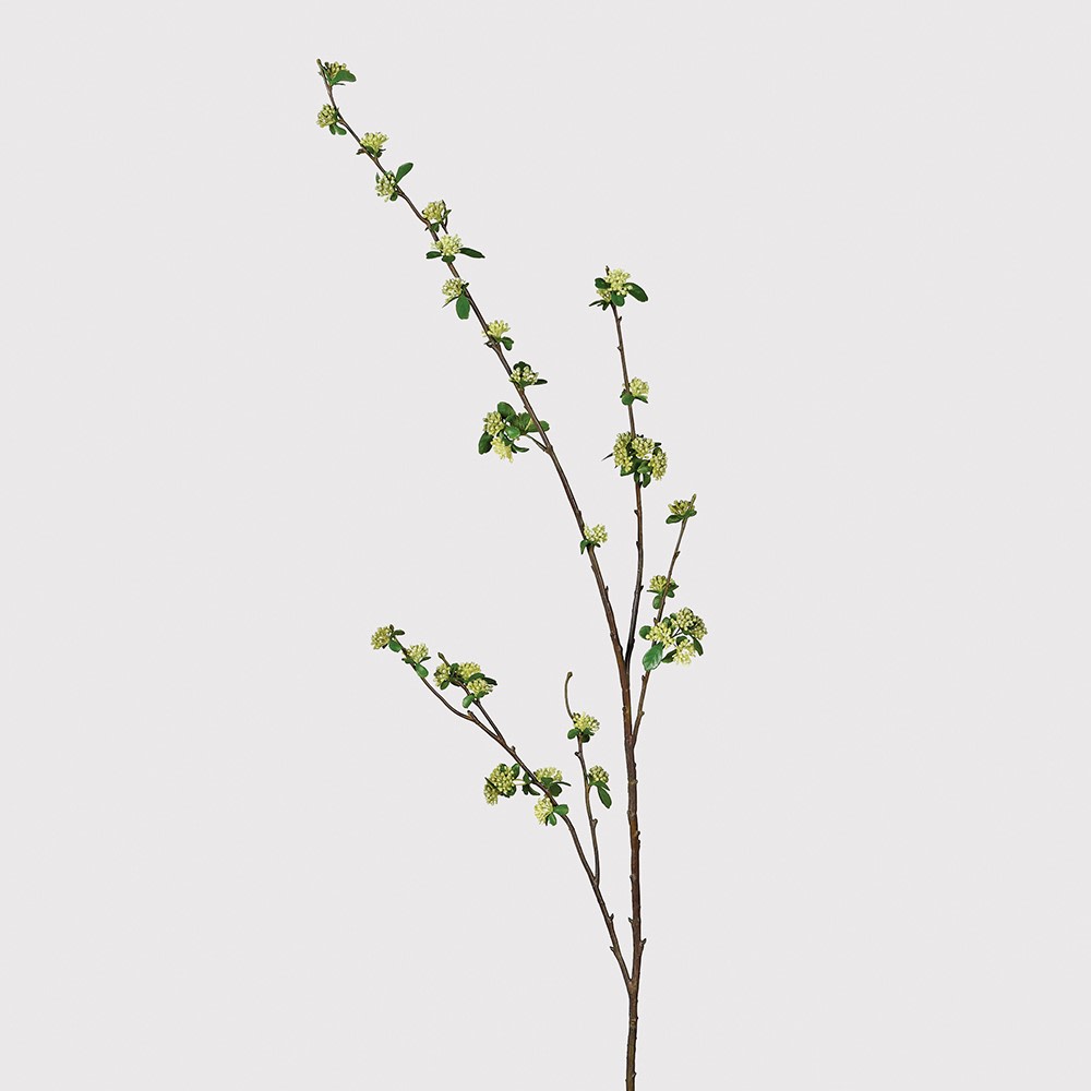 Tall Skimmia Stem 130cm | Annie Mo's