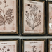 Set of Six Botanical Prints in Black Distressed Frames 40cm